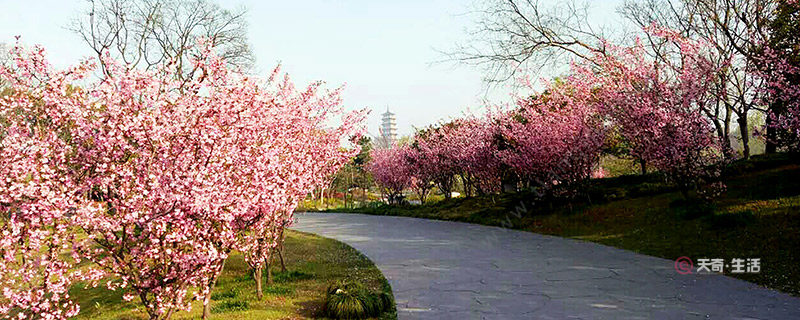 清明节去哪里旅游好